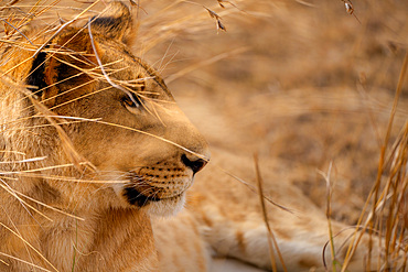 Adult female Lion (Panthera leo) in the Maasai Mara, Kenya, East Africa, Africa