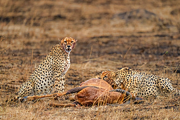 Male Cheetahs (Acinonyx jubatus) consuming an Antelope in the Maasai Mara, Kenya, East Africa, Africa