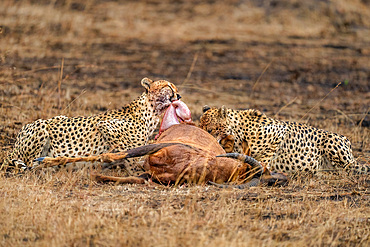 Male Cheetahs (Acinonyx jubatus) consuming an Antelope in the Maasai Mara, Kenya, East Africa, Africa