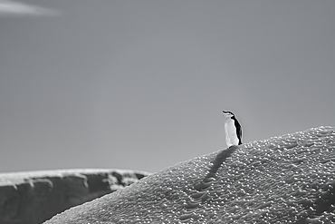 A chinstrap penguin (Pygoscelis antarcticus), standing on an iceberg in the Antarctic Peninsula, Polar Regions