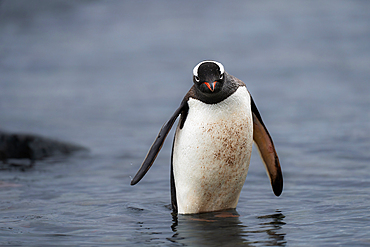 A Gentoo penguin (Pygoscelis papua), in the Antarctic Peninsula, Polar Regions