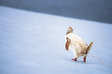 A Gentoo penguin (Pygoscelis papua), with a rare condition, leucism, in the Antarctic Peninsula, Polar Regions