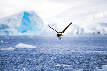 An Antarctic shag (Leucocarbo bransfieldensis) carries sea moss in the Antarctic Peninsula, Polar Regions