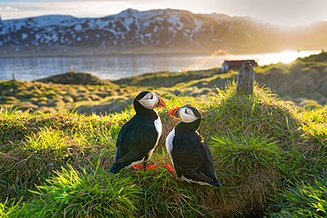 A pair of Atlantic Puffins (Fratercula arctica), on a hilltop in Borgarfjaroarhofn, Iceland, Polar Regions