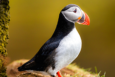 An Atlantic Puffin, Fratercula arctica, in Borgarfjarðarhöfn, Iceland