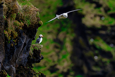 An Atlantic Puffin (Fratercula arctica), atop a cliff with an Iceland gull (Larus glaucoides), soaring above in Westman Islands, Iceland, Polar Regions