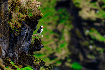 An Atlantic Puffin (Fratercula arctica), atop a cliff in Westman Islands, Iceland,, Polar Regions