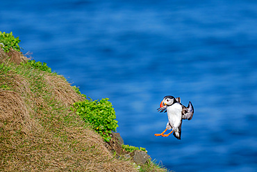 An Atlantic Puffin, Fratercula arctica, landing on a cliff in Borgarfjarðarhöfn, Iceland