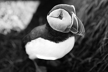 An Atlantic Puffin, Fratercula arctica, in Borgarfjarðarhöfn, Iceland. black and white