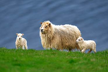 An Icelandic sheep, Ovis aries, with its calves on a cliff in Westman Islands, Iceland.