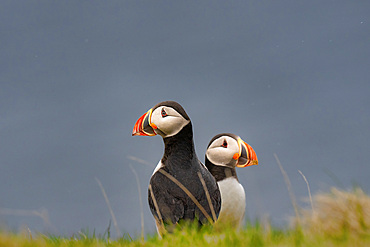 A pair of Atlantic Puffins (Fratercula arctica), on a cliff edge in Westman Islands, Iceland, Polar Regions