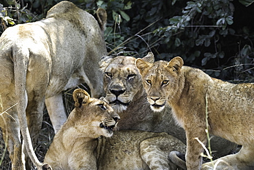 A pride of Lions rest under a shady bush, South Luangwa National Park, Zambia, Africa