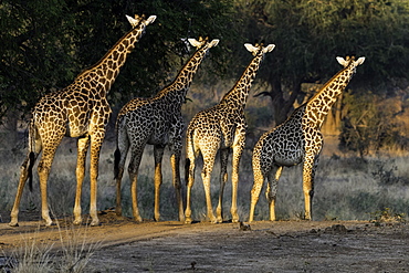 Herd of Giraffe stare off into the distance, South Luangwa National Park, Zambia, Africa