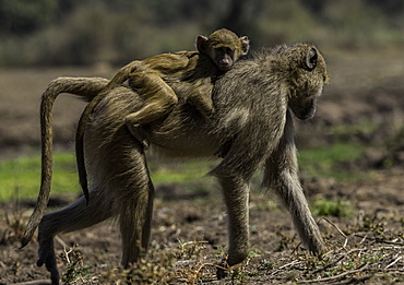 African Vervet Mother and baby monkey travel through a small grass pasture, South Luangwa National Park, Zambia, Africa