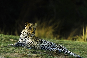 Camouflaged Leopard rests in grass patch as it turns dusk, South Luangwa National Park, Zambia, Africa