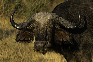 African Cape Buffalo looks onward as Oxpecker inspects its nose, South Luangwa National Park, Zambia, Africa