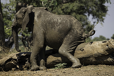 African Elephant scratching its behind on a log, South Luangwa National Park, Zambia, Africa