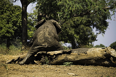 African Elephant scratching its behind on a log, South Luangwa National Park, Zambia, Africa