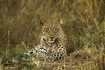 Camouflaged Leopard rests in brush and tall grass, South Luangwa National Park, Zambia, Africa