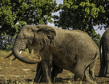 African Elephant sprays itself with muddy water to keep cool during a heatwave, South Luangwa National Park, Zambia, Africa