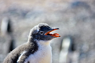 Antarctic Gentoo Penguin panting due to summer heat wave, Antarctica, Polar Regions