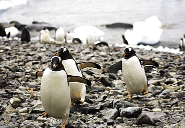 Group of Antarctic Gentoo Penguins waddling up the rocky beach, Antarctica, Polar Regions