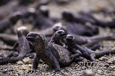 Grouping of Sea Iguanas resting on each other, Isabela Island, Galapagos, Ecuador, South America