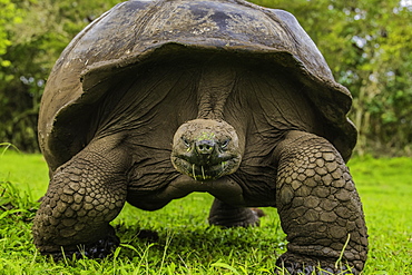 Giant Tortoise feeding on grass, Giant Tortoise Reserve, Santa Cruz, Galapagos, Ecuador, South America