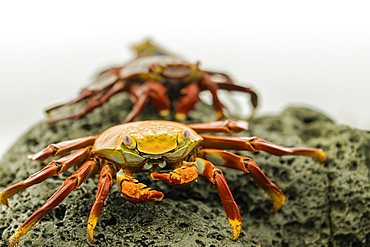 A line of Fiddler Crabs on a rocky beach, Isabela Island, Galapagos, Ecuador, South America