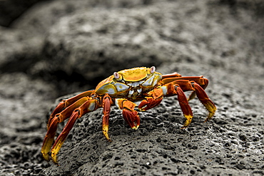 Fiddler Crab on a rocky beach, Isabela Island, Galapagos, Ecuador, South America