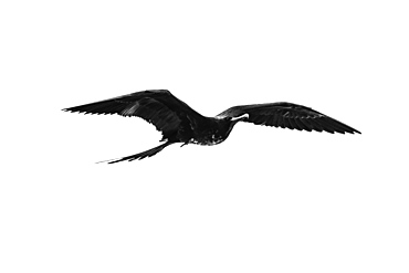 Red-bellied frigate bird in flight, Isabela Island, Galapagos, Ecuador, South America