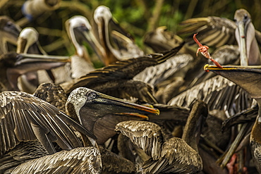 Brown Pelicans fighting over fish guts, Isabela Island, Galapagos, Ecuador, South America