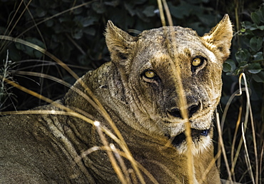 Lion sits around bushes to rest in shade, South Luangwa National Park, Zambia, Africa