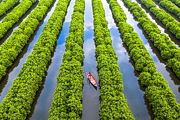 In the middle of mangroves forest, Quang Ngai, Vietnam, Indochina, Southeast Asia, Asia