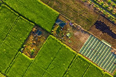 The farmers who grow and harvest sedge in Vung Liem, Vinh Long, Vietnam, Indochina, Southeast Asia, Asia