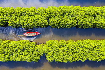 In the middle of mangroves forest, Quang Ngai, Vietnam, Indochina, Southeast Asia, Asia