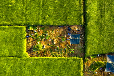 The farmers who grow and harvest sedge in Vung Liem, Vinh Long, Vietnam, Indochina, Southeast Asia, Asia