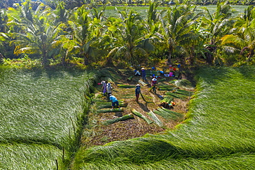 The farmers who grow and harvest sedge in Vung Liem, Vinh Long, Vietnam, Indochina, Southeast Asia, Asia