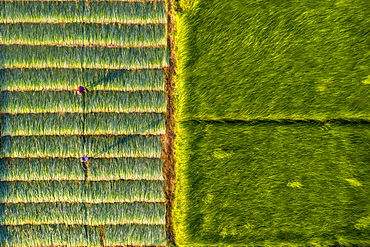 The farmers who grow and harvest sedge in Vung Liem, Vinh Long, Vietnam, Indochina, Southeast Asia, Asia