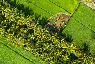 The farmers who grow and harvest sedge in Vung Liem, Vinh Long, Vietnam, Indochina, Southeast Asia, Asia