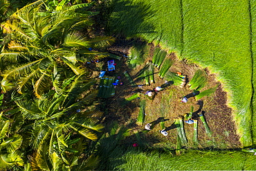 The farmers who grow and harvest sedge in Vung Liem, Vinh Long, Vietnam, Indochina, Southeast Asia, Asia