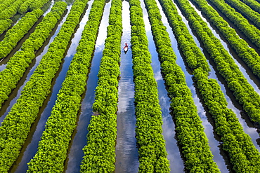 In the middle of mangroves forest, Quang Ngai, Vietnam, Indochina, Southeast Asia, Asia