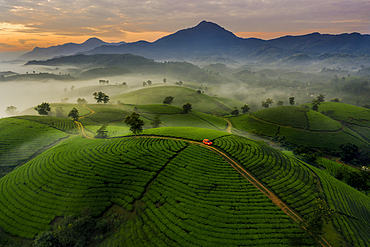 Aerial of red car on road through Long Coc Tea Hill, Vietnam, Indochina, Southeast Asia, Asia