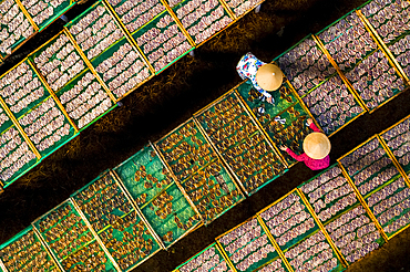 Drying fish in Vung Tau, Vietnam, Indochina, Southeast Asia, Asia