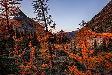 Mountains and larches, Yoho National Park, UNESCO World Heritage Site, British Columbia, Canada, North America