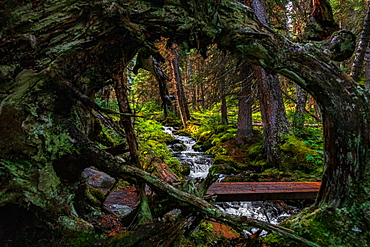 Stream and dense forest in Yoho National Park, UNESCO World Heritage Site, British Columbia, Canada, North America