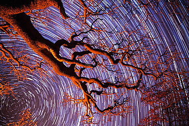 Startrail with tree in silhouette in foreground, Khama Rhino Sanctuary, Botswana, Africa