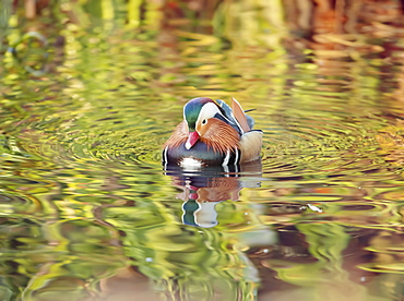 A mandarin duck (Aix galericulata) glides through the water in a reflective and colourful pond in Richmond Park, Richmond, Greater London, England, United Kingdom, Europe