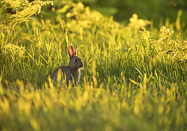 A European rabbit (Oryctolagus cuniculus) comes out of his burrow at sunset in Richmond Park, Richmond, Greater London, England, United Kingdom, Europe