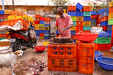 Fish for sale at the early morning fish market, Fort Kochi, Kerala, India